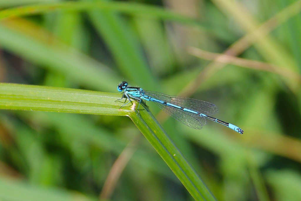 Libellula sul sentiero Aquasela