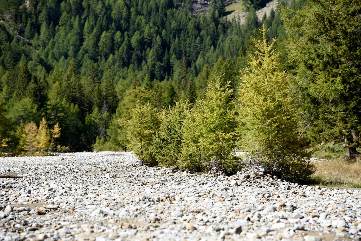 Giovani alberi sull'altopiano di Cavaglia