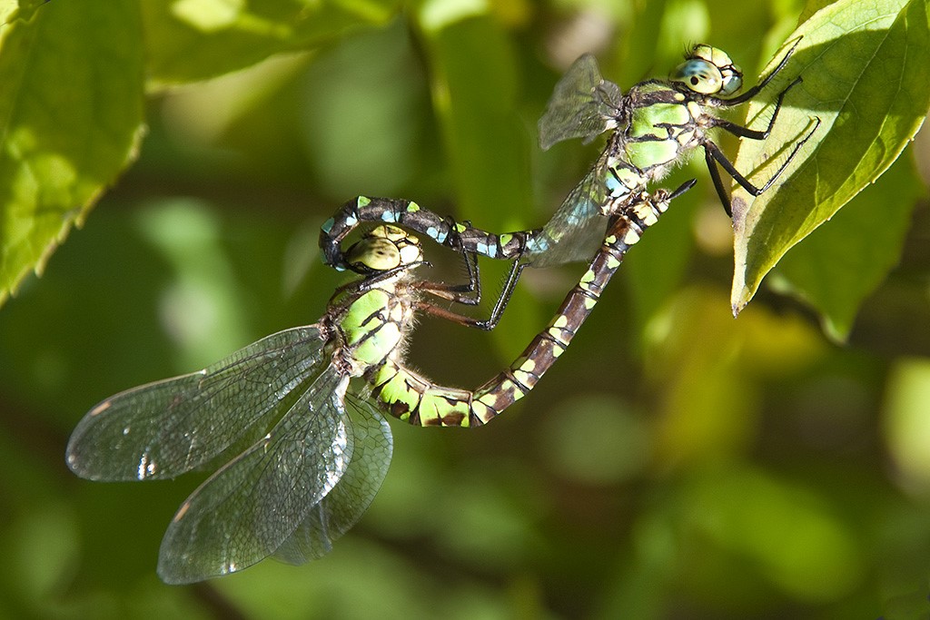 Coppia di libellule sul sentiero naturalistico dell'Aquasela